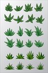 植物素材图