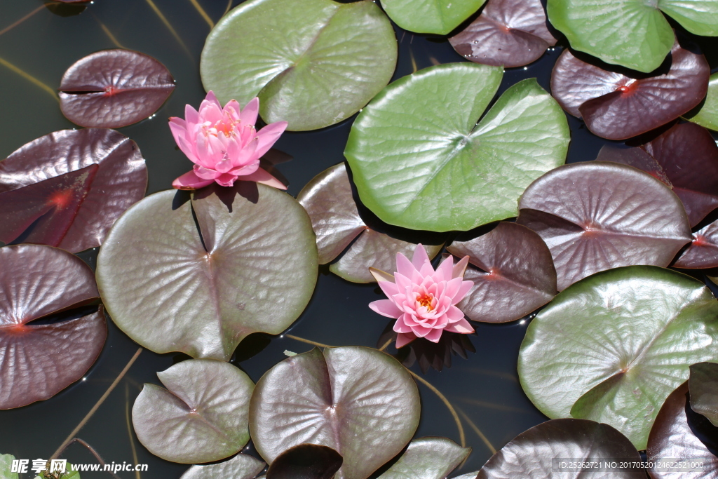 莲花