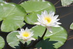 莲花