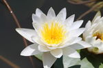 莲花