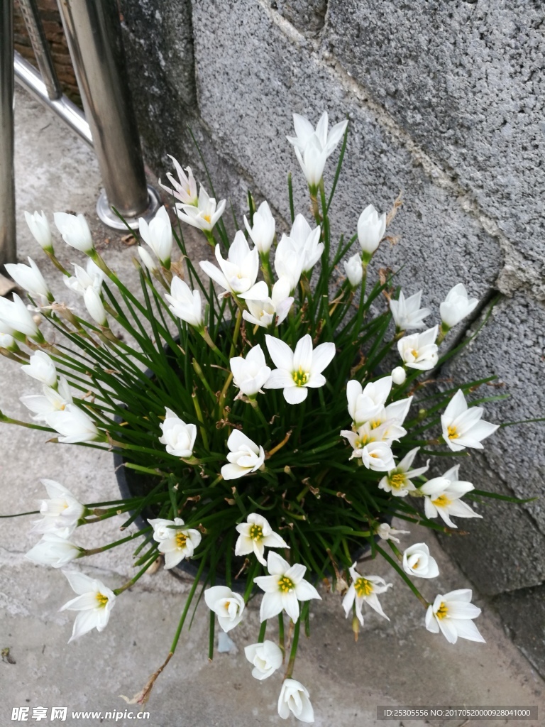 花