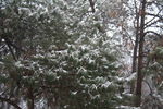 极边青松迎瑞雪