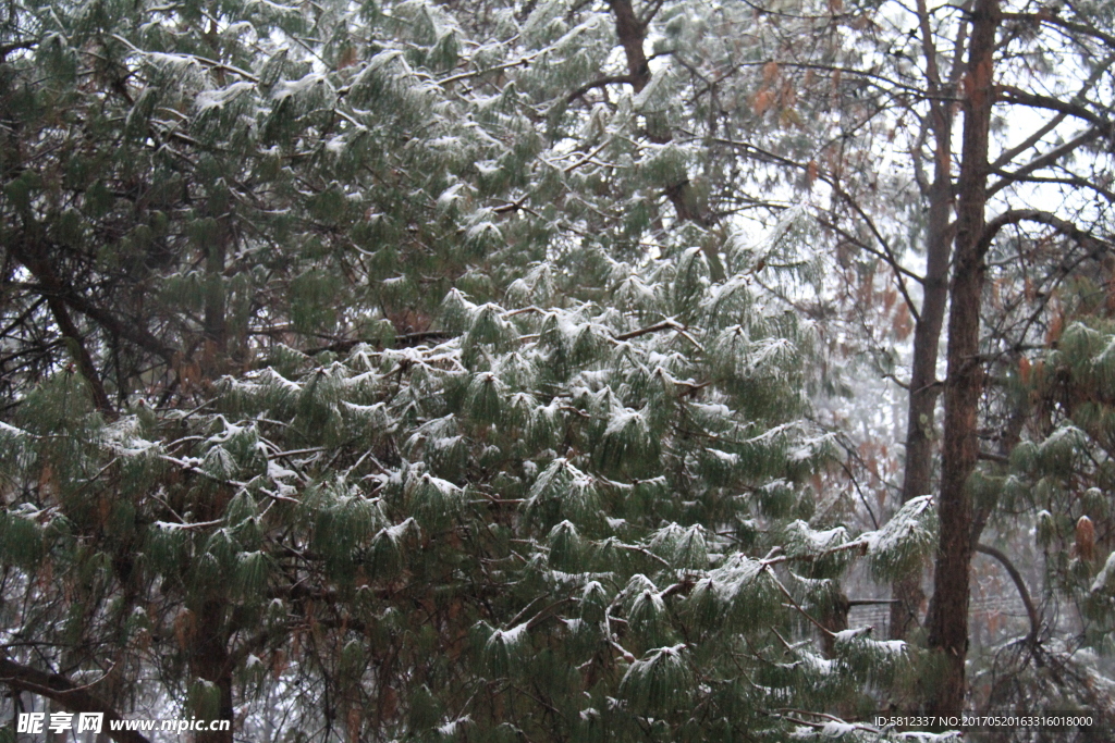 极边青松迎瑞雪