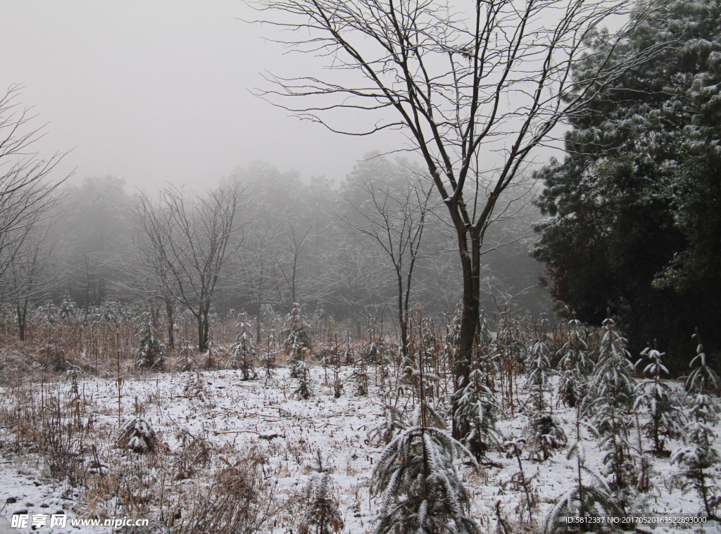 瑞雪迷雾笼罩极边山林