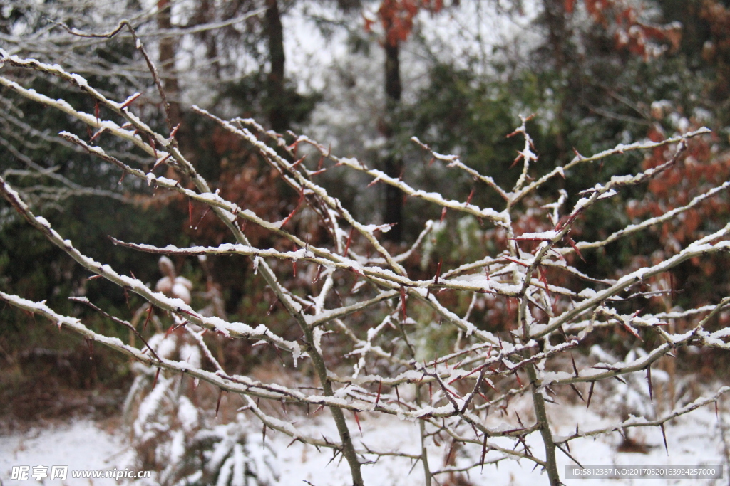 密林深处枝头雪