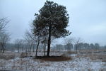 极边瑞雪压青松