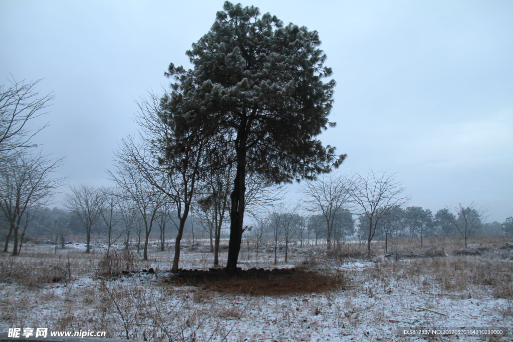 极边瑞雪压青松