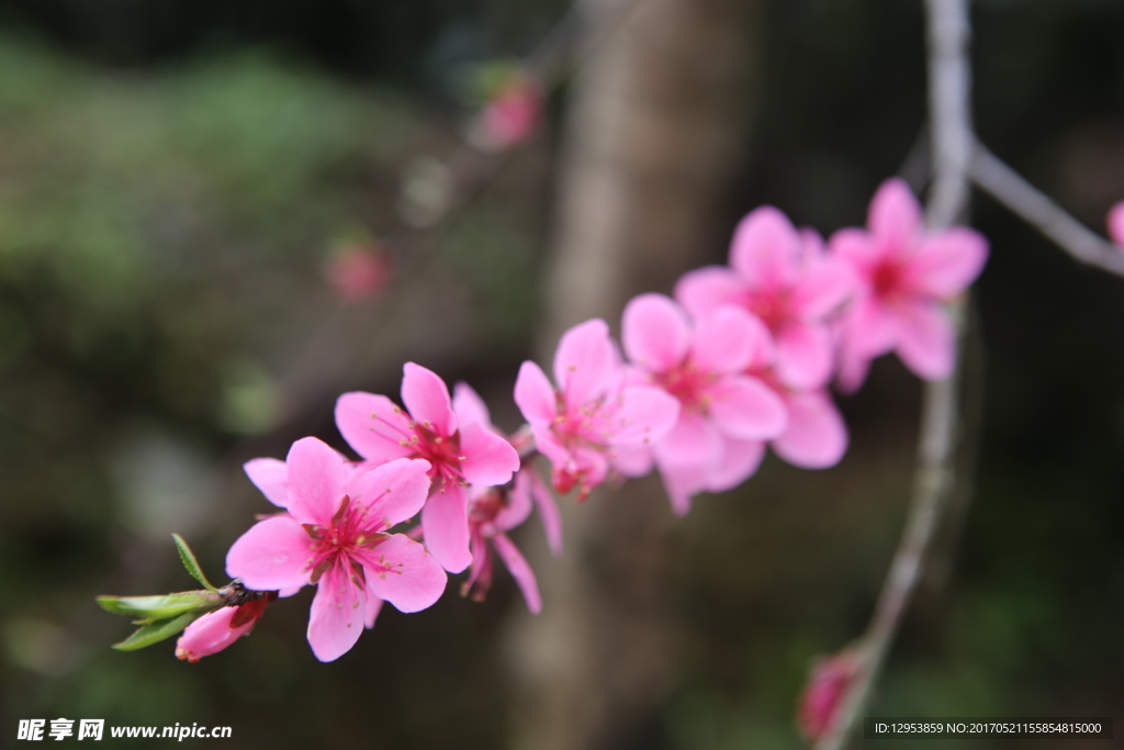 一支桃花实拍素材