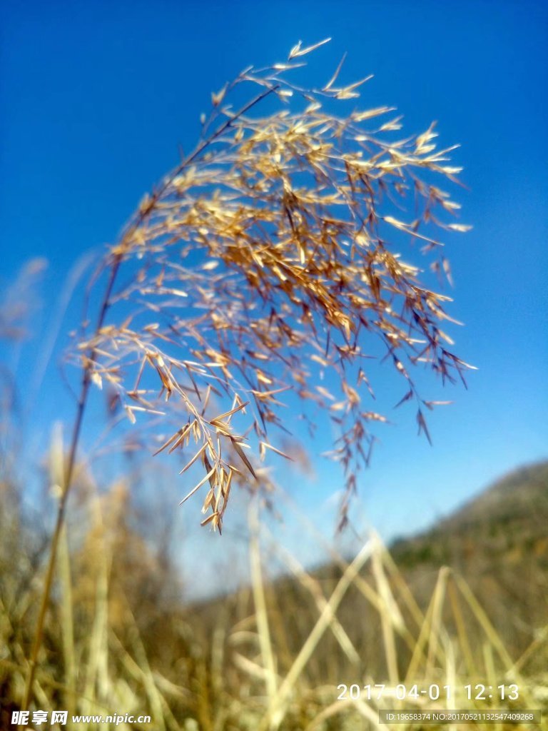 金色芦苇