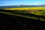 青海祁连山油菜花