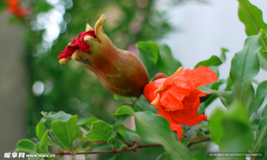 石榴花