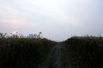 淮北麦田