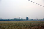 麦田