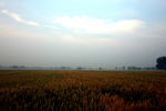 小麦地