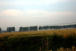 麦田