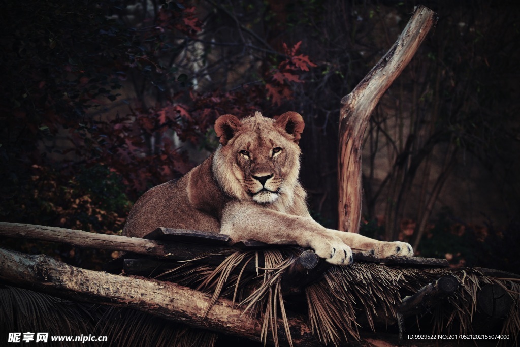狮子 壁纸 动物