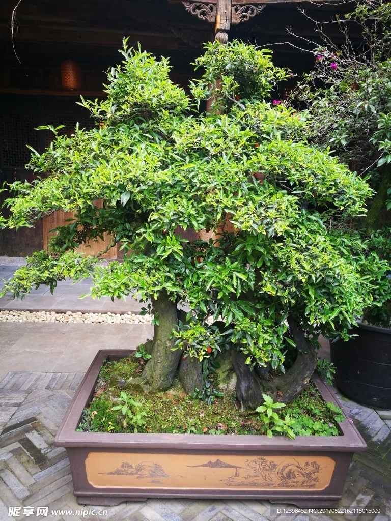 盆景