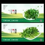 香菜