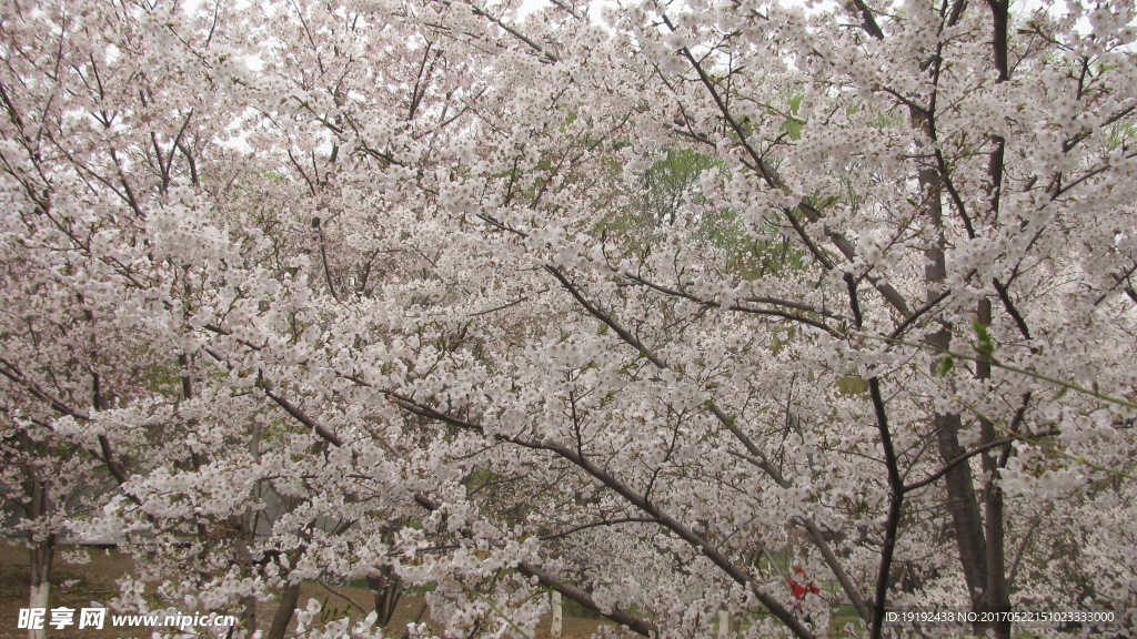 樱花