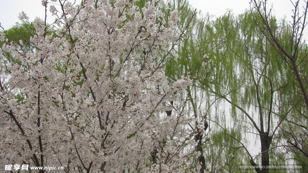 樱花