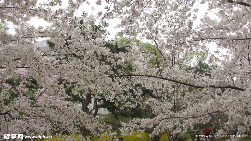 樱花