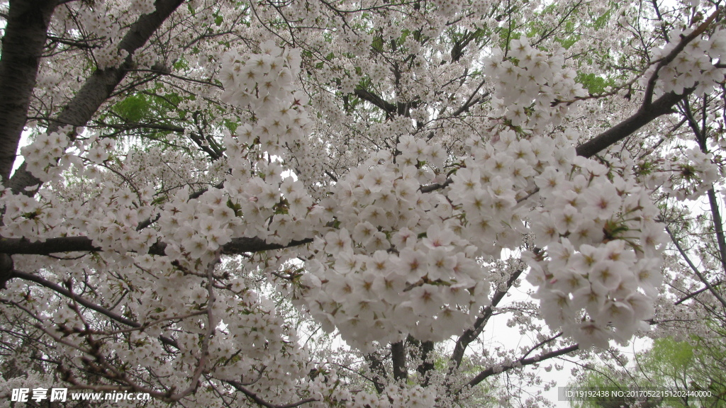 樱花