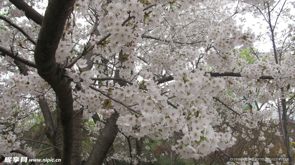 樱花