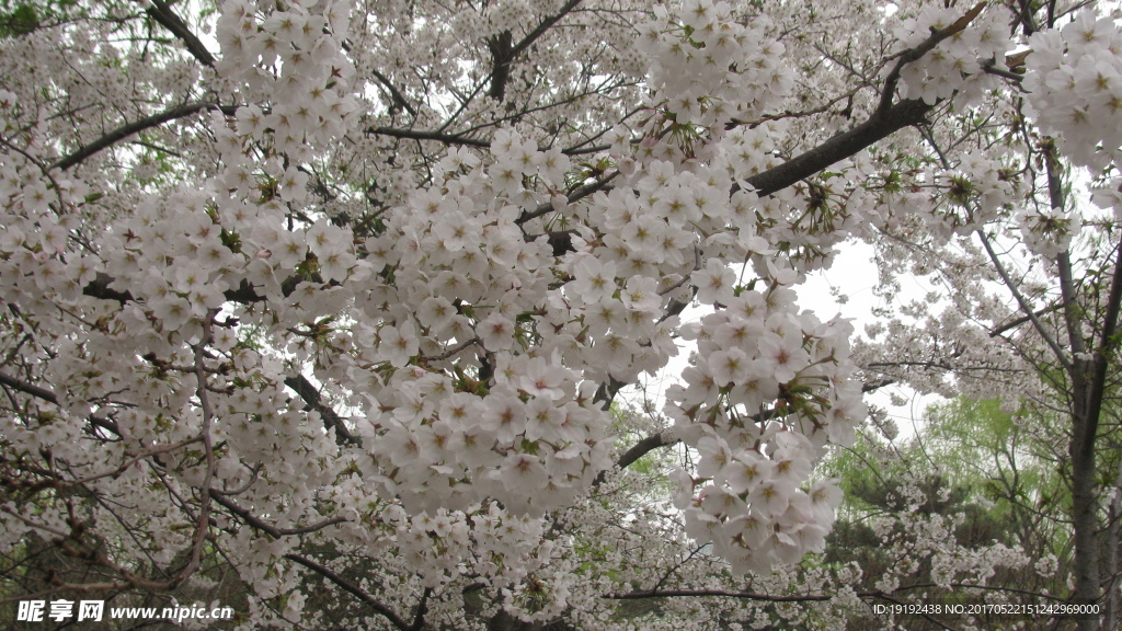 樱花