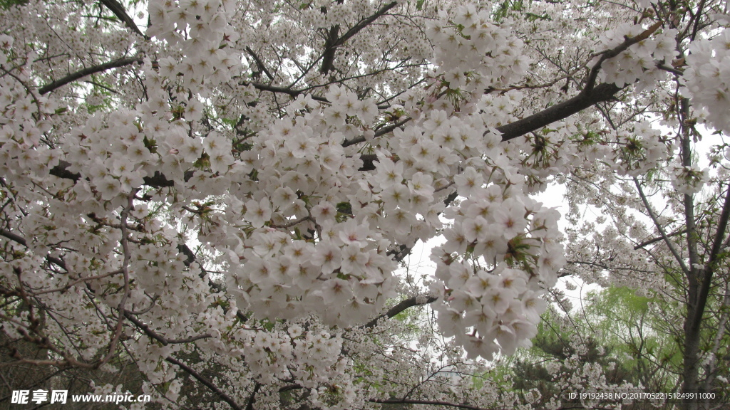 樱花