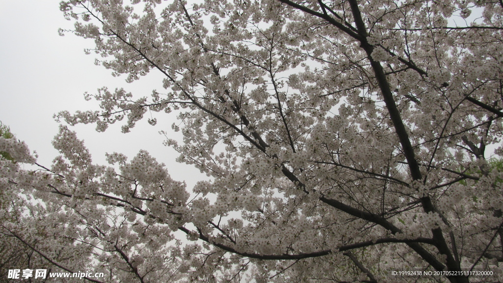 樱花