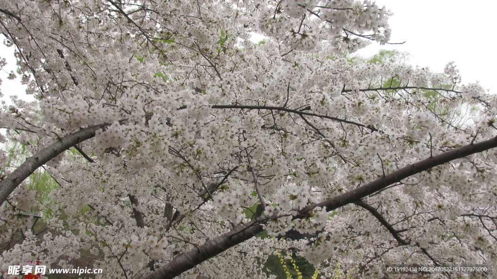 樱花