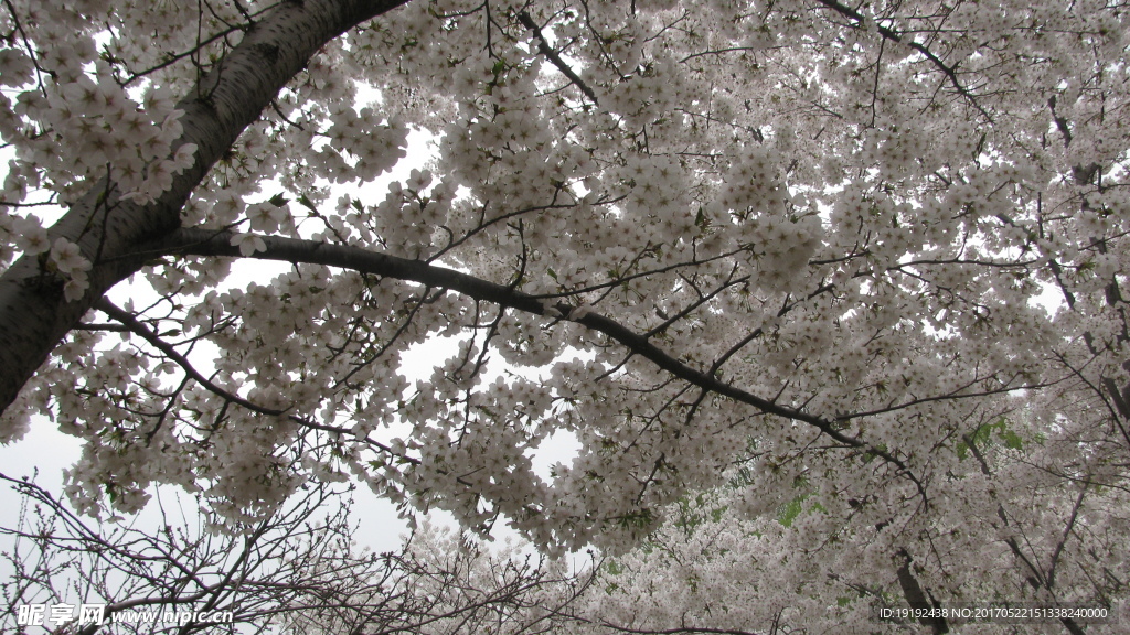 樱花