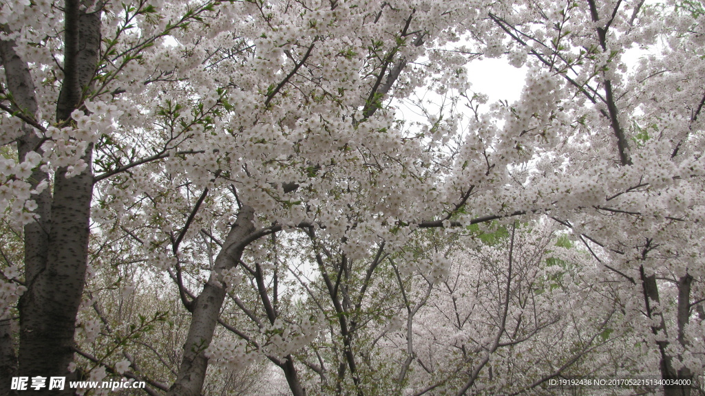 樱花