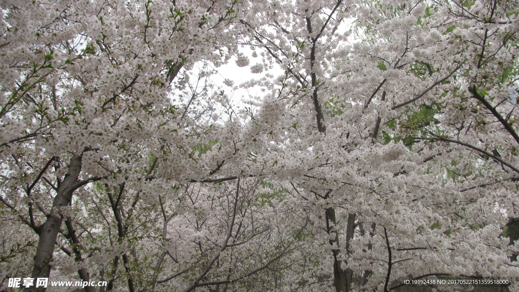 樱花