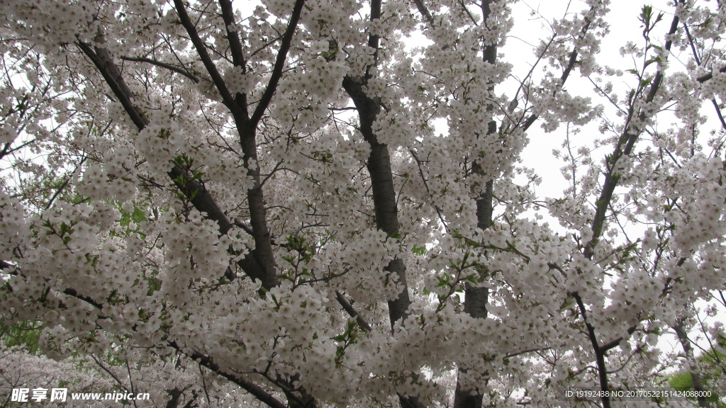 樱花