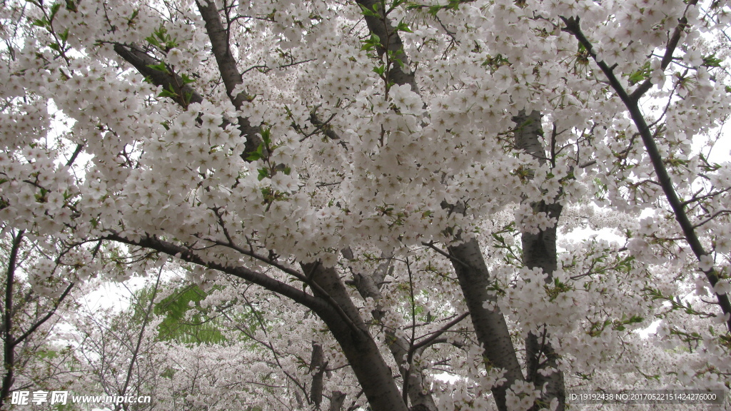 樱花