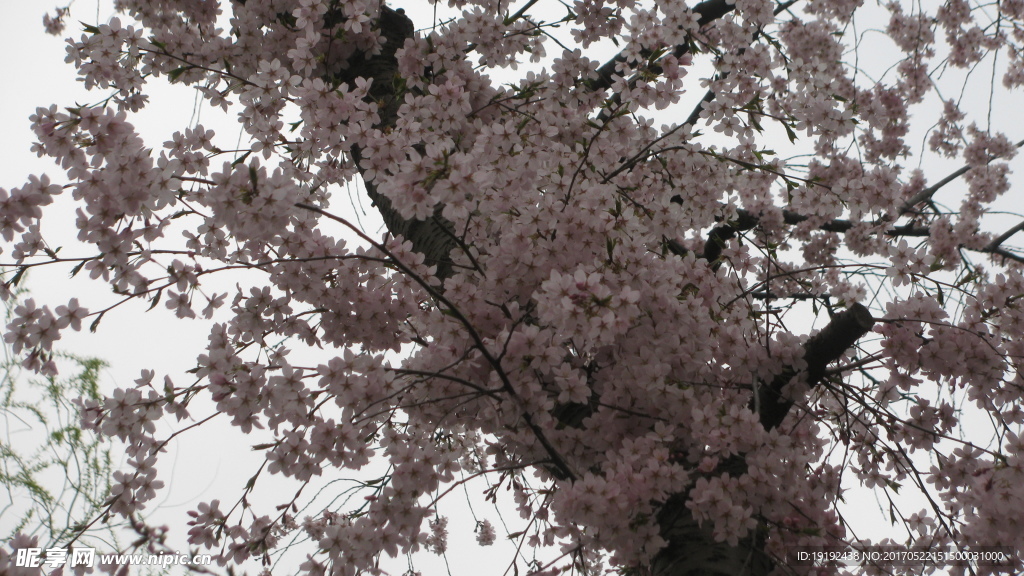 樱花