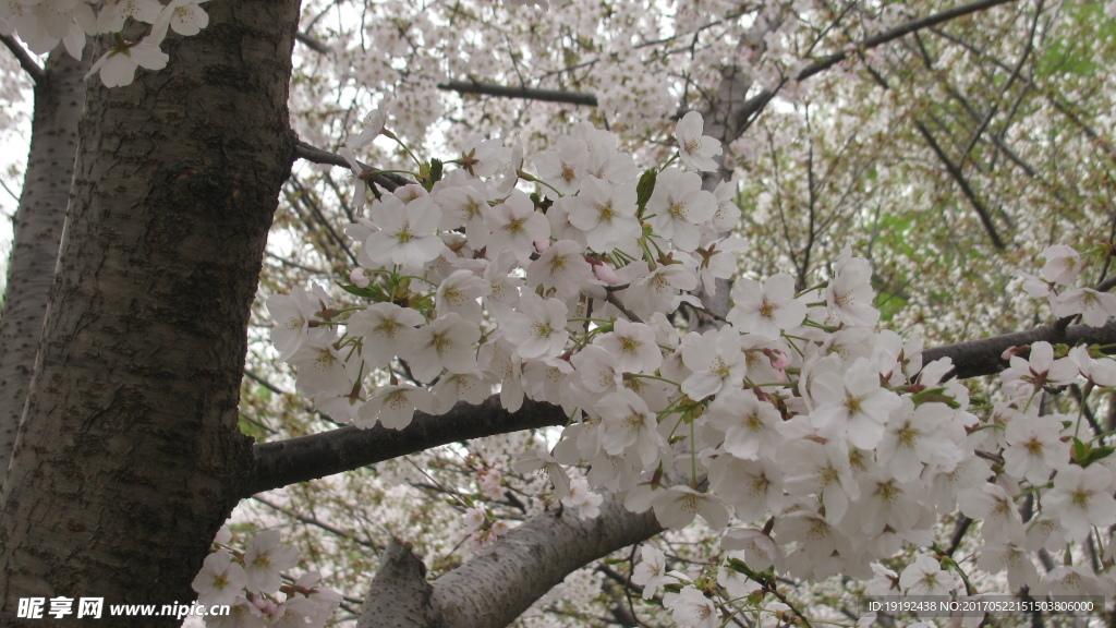 樱花