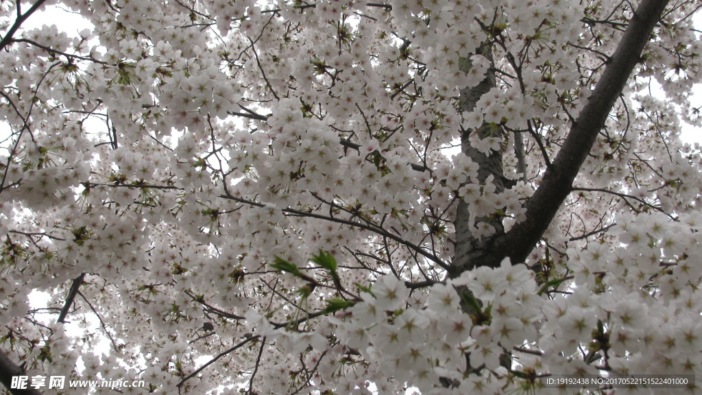 樱花