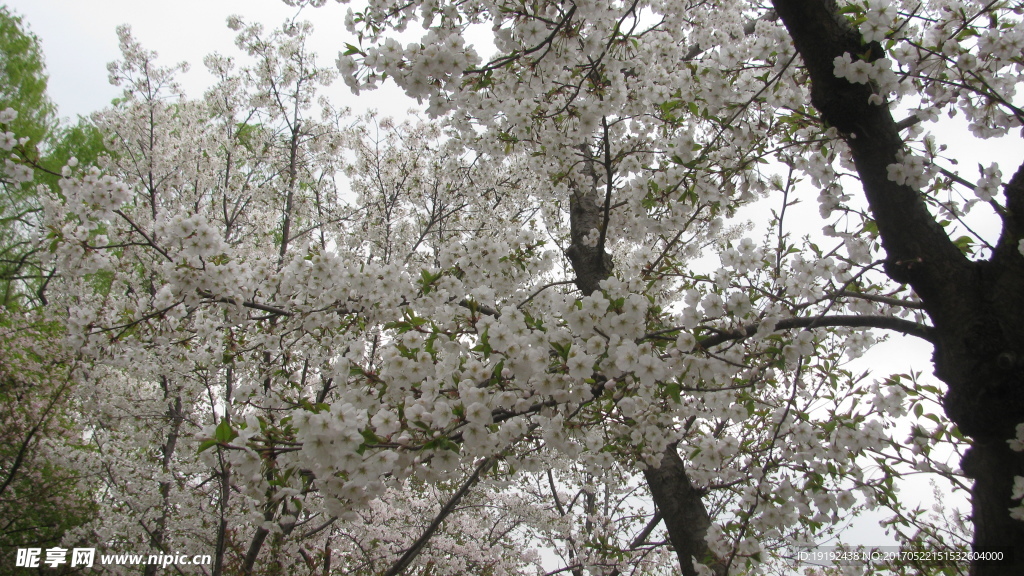 樱花