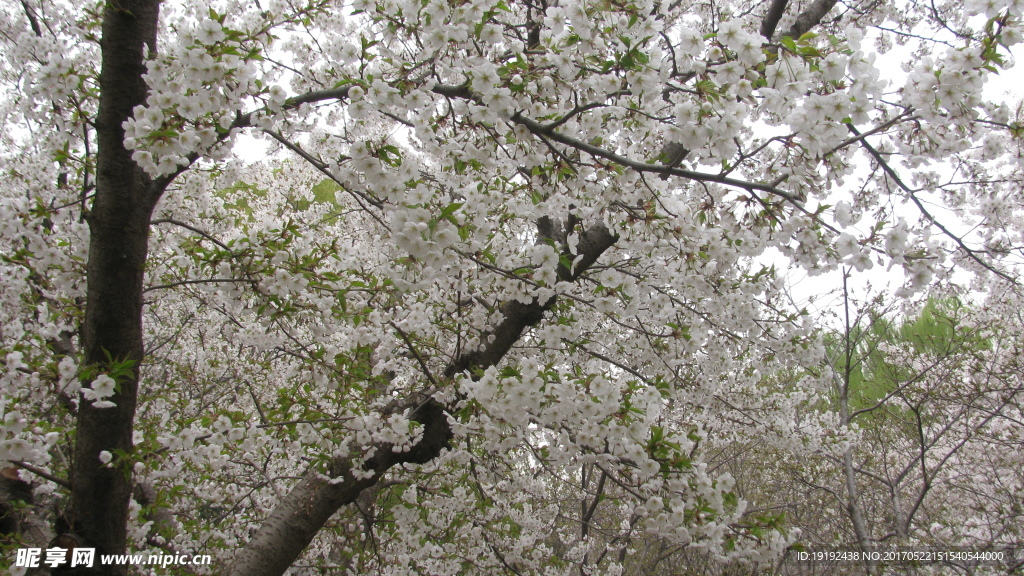 樱花