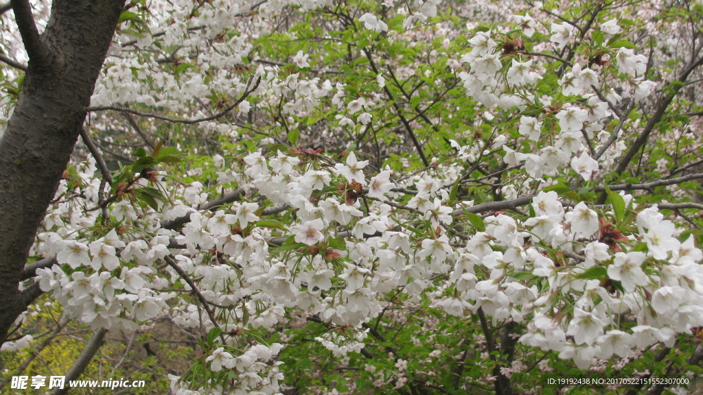 樱花