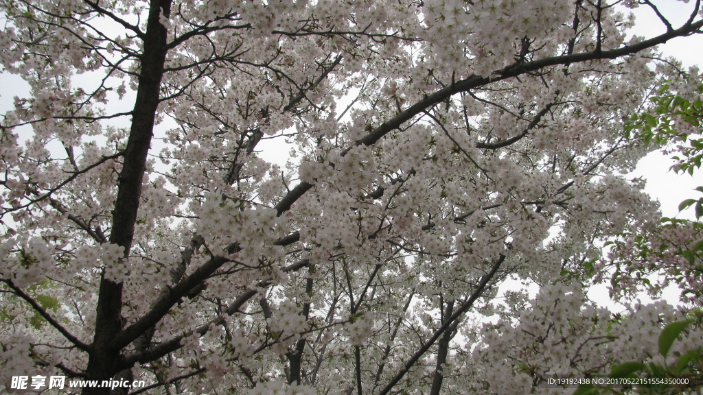 樱花
