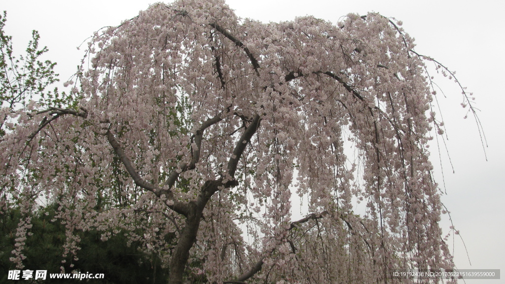 樱花