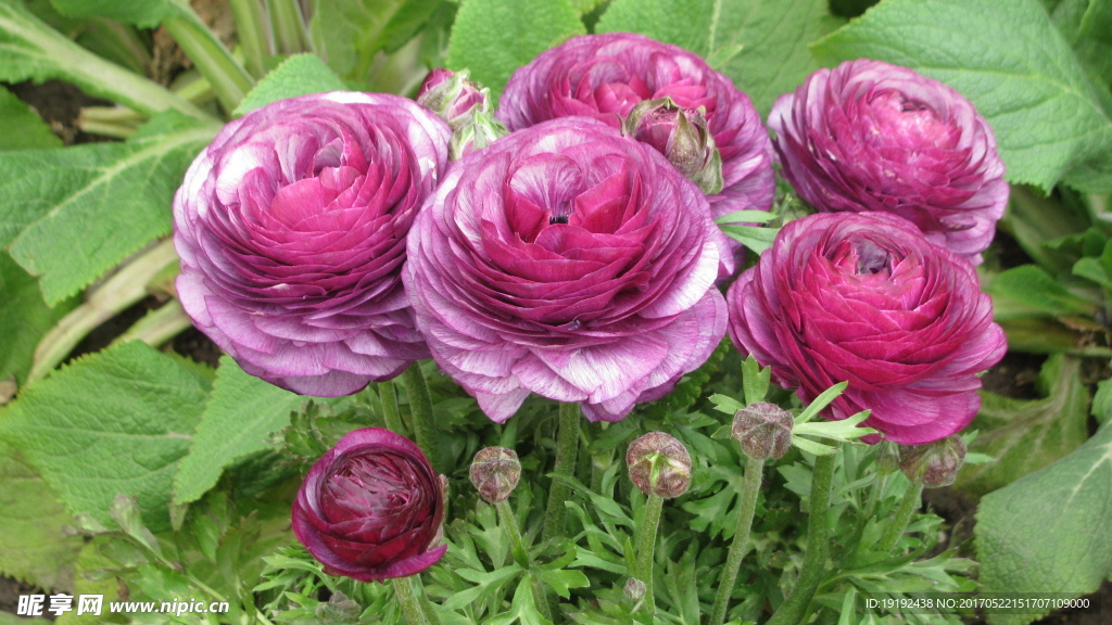花毛茛