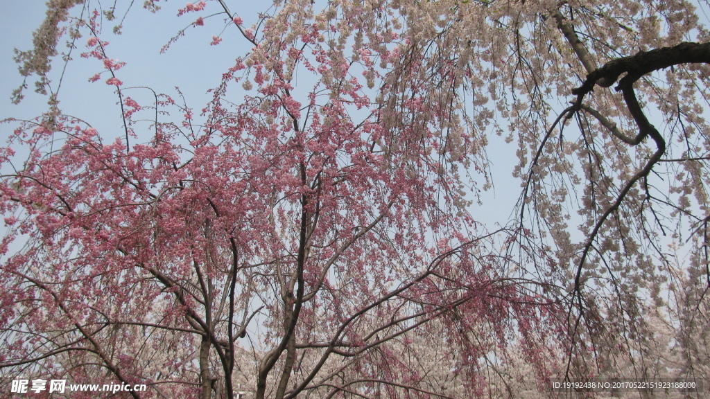 樱花