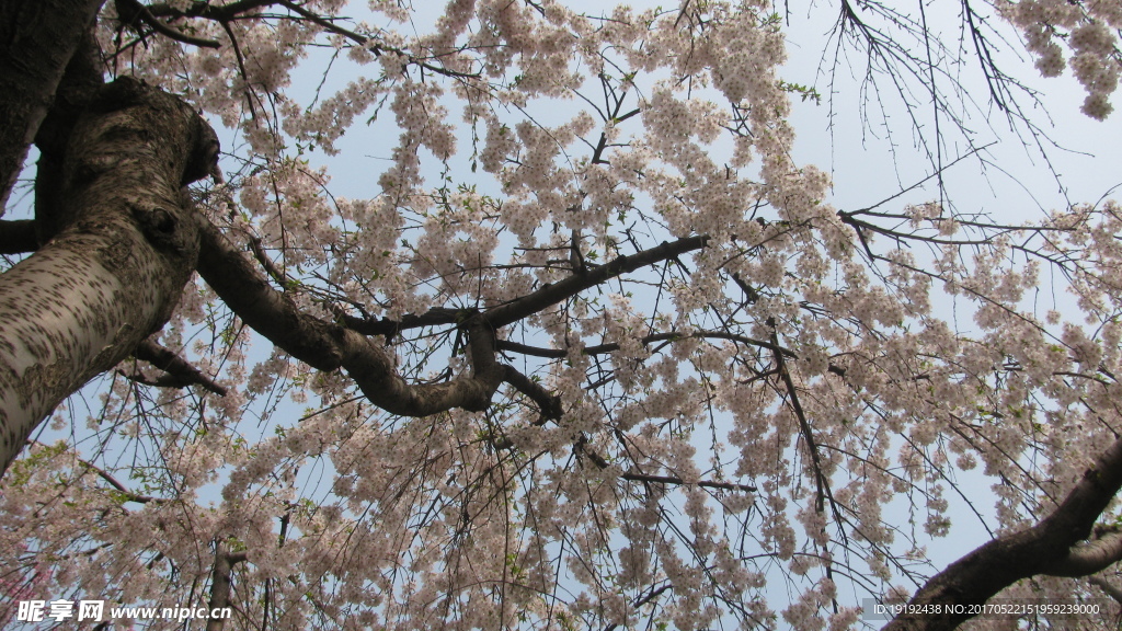 樱花