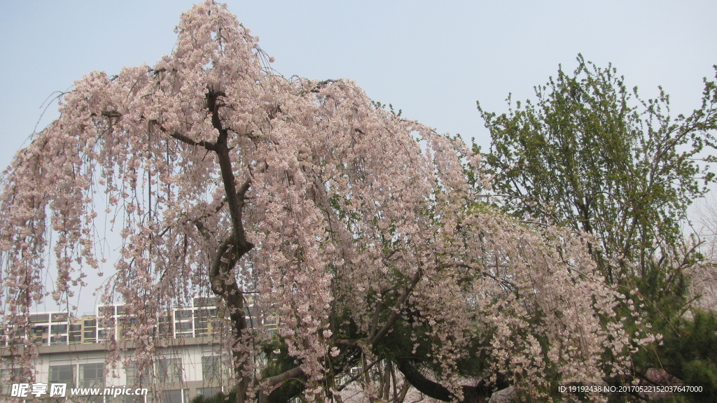 樱花