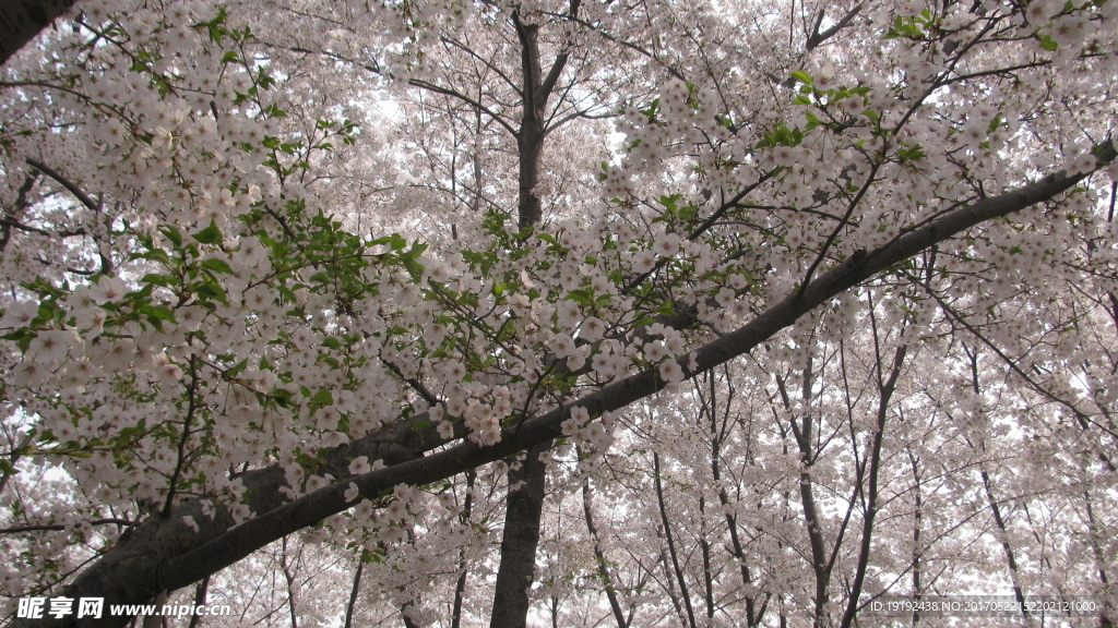 樱花