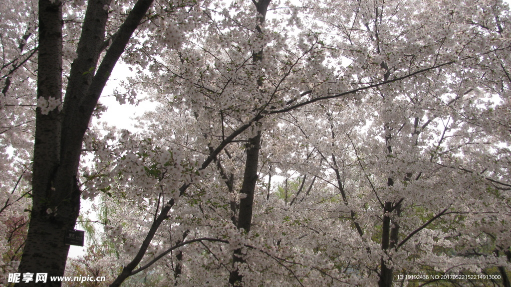 樱花
